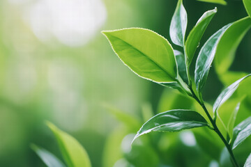 Obraz premium A leafy green plant with a bright green color