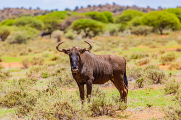 View of wildlife animals in game reserve on safari