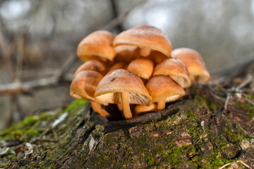 Orange hat of the fungus Flammulina velutipes (winter mushrooms) grow in the light in green moss close-up