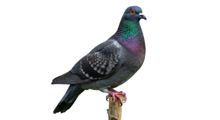Gray pigeon perched on stick PNG, iridescent bird isolated on transparent background
