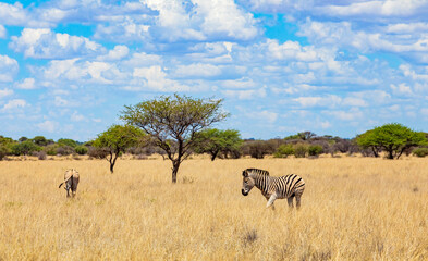 Fototapeta premium View of wildlife animals in game reserve on safari