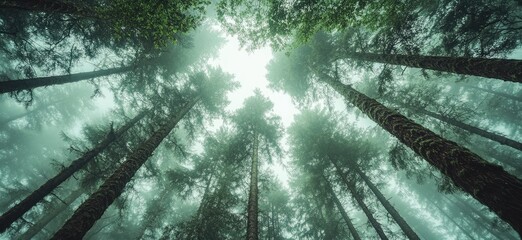 Obraz premium Tall trees in the forest