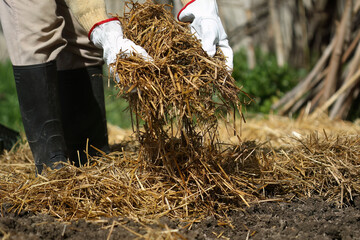 Woman in white gardening gloves covering plants with straw mulch to protect against  drying and...