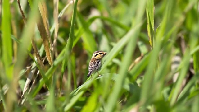 A lemming pauses in the tall grasses, its small body blending in with the environment as it looks around cautiously for any signs of predators..