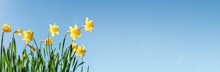 Spring flower background Daffodils against a clear blue sky