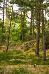 Outdoor, trail and plants with woods for adventure, sustainable environment and explore in spring time. Travel, green grass and trees in countryside for trekking, eco friendly or landscape in Denmark