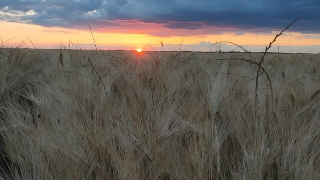 beutiful golden sunset shines beneath a vibrant sky, the viewer to back in the flowers and trees beauty of nature's summer embrace in sunset 4k footage videos.