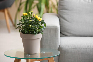 Beautiful yellow rose in pot on glass coffee table in living room. Closeup