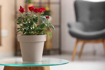 Beautiful red rose in pot on glass coffee table in living room. Closeup