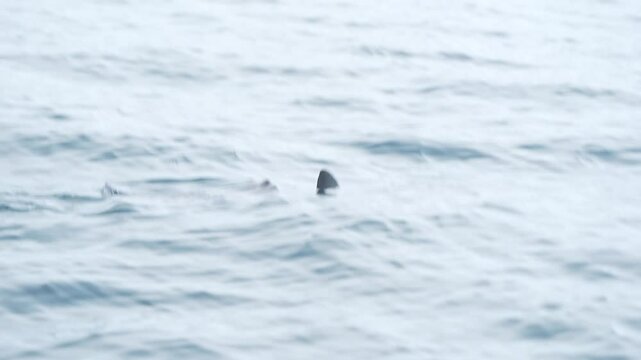 Mako shark near sea surface in cortez sea baja california sur