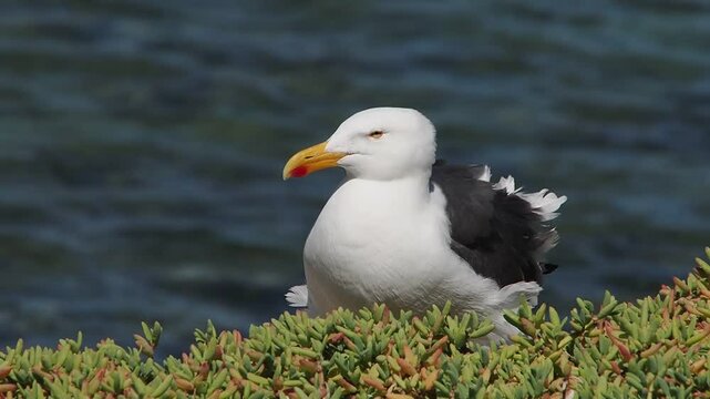 A seagull in cerralvo island baja california sur mexico