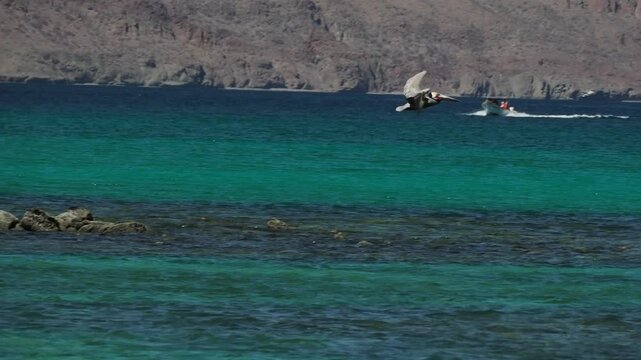 Pelicans flying in cerralvo island baja california sur mexico