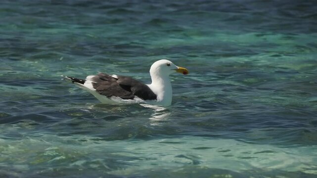 A seagull in cerralvo island baja california sur mexico
