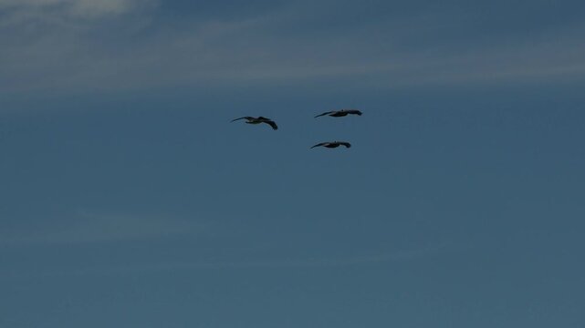 Pelicans flying in cerralvo island baja california sur mexico