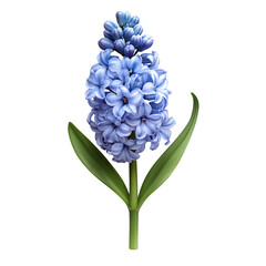 Light Blue Hyacinth Flower Isolated on Black Background,