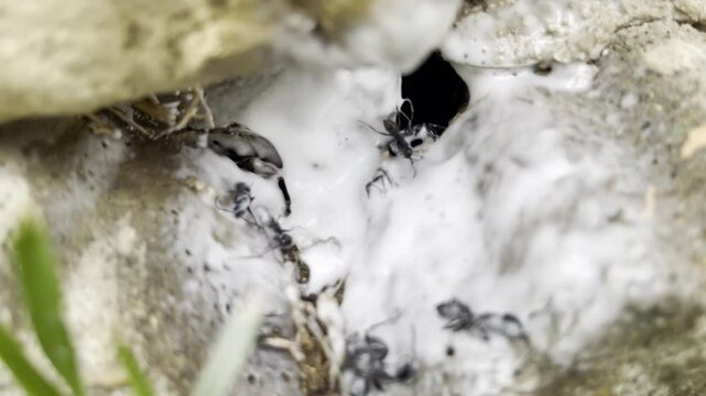 Black ants paralysis after spraying poisonous white foam, problem of insects invasion during the seasons changing, yard disinfection and pests control