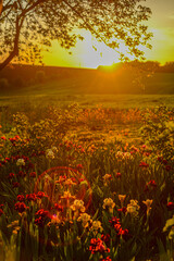 The field of irises at sunset