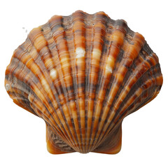 Obraz premium Striped scallop seashell isolated PNG 