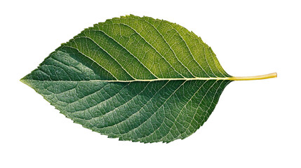 Obraz premium Png of A vibrant green leaf showcasing intricate veins and textures on transparent background.