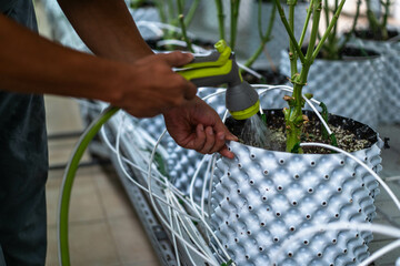 A laborant carefully waters cannabis plants located in a well-maintained greenhouse setting.