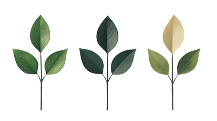 Obraz premium Png of Three botanical stems showcasing vibrant green and soft yellow leaves, symbolizing growth and renewal on transparent background.