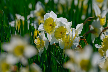 White daffodils glow in morning sunlight on an early spring day in Andrews, North Carolina