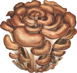 Realistic watercolor Maitake mushroom isolated on a white background