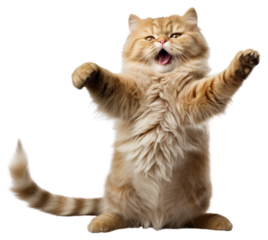PNG Happy smiling dancing cat mammal animal kitten.