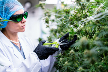 A skilled technician carefully trims cannabis plants in a state-of-the-art cultivation lab.