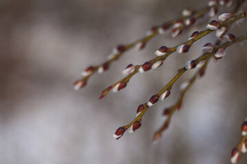 Beautiful brown long slender branches of open willow with fluffy white buds in early spring in the park on the eve of the church Christian holiday of holy light Easter.