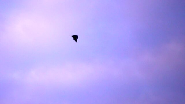 bats flying silhouette black and white. bats halloween