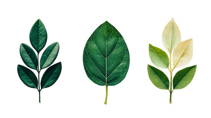 Obraz premium Png of A trio of diverse leaves showcasing varying shades of green and unique shapes on transparent background.