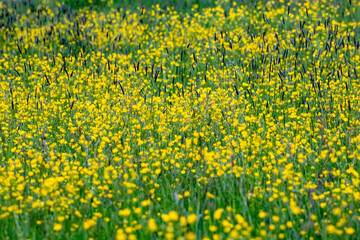 Obraz premium Prairie de fleurs jaunes