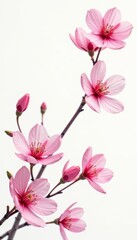 Elegant sakura flowers pattern in minimalist flat style on white background, flat style, elegant