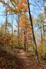 Obraz premium The tall autumn trees in the forest.