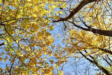 The autumn leaves in the trees with a blue sky.