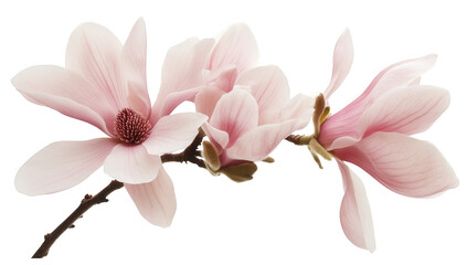 Naklejka premium arrangement of pink magnolia flowers on a slender branch showcasing their soft petals and intricate details against a clean background ideal for nature-themed designs or floral aesthetics