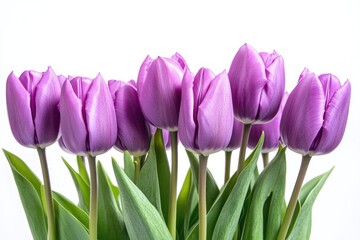 A cluster of vibrant violet tulips set against a pristine white background.