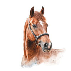 Fototapeta premium a detailed watercolor illustration of a horse showcasing its expressive features against a soft colorful background the artwork emphasizes the beauty and grace of the animal