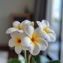 Fototapeta premium Closeup of Beautiful White Plumeria Flowers