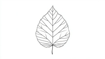 Leaf illustration: intricate details, elegant simplicity, botanical art.
