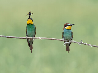 European bee-eater