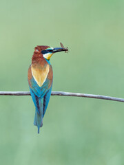 European bee-eater