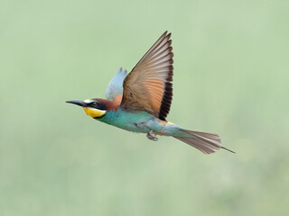 European bee-eater
