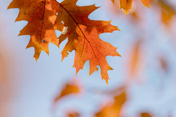 Vivid Orange Autumn Leaves Against a Clear Blue Sky Background