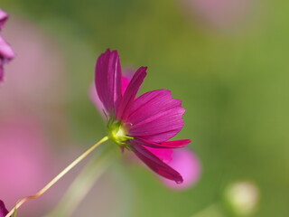 Fototapeta premium コスモス