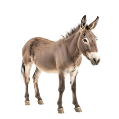 Fototapeta premium a standing donkey with a sleek coat and a friendly expression set against a white background emphasizing its features for educational or illustrative purposes