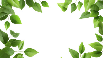 Fototapeta premium a border of vibrant green leaves against a white background creating a fresh and natural aesthetic ideal for invitations backgrounds or eco-friendly designs
