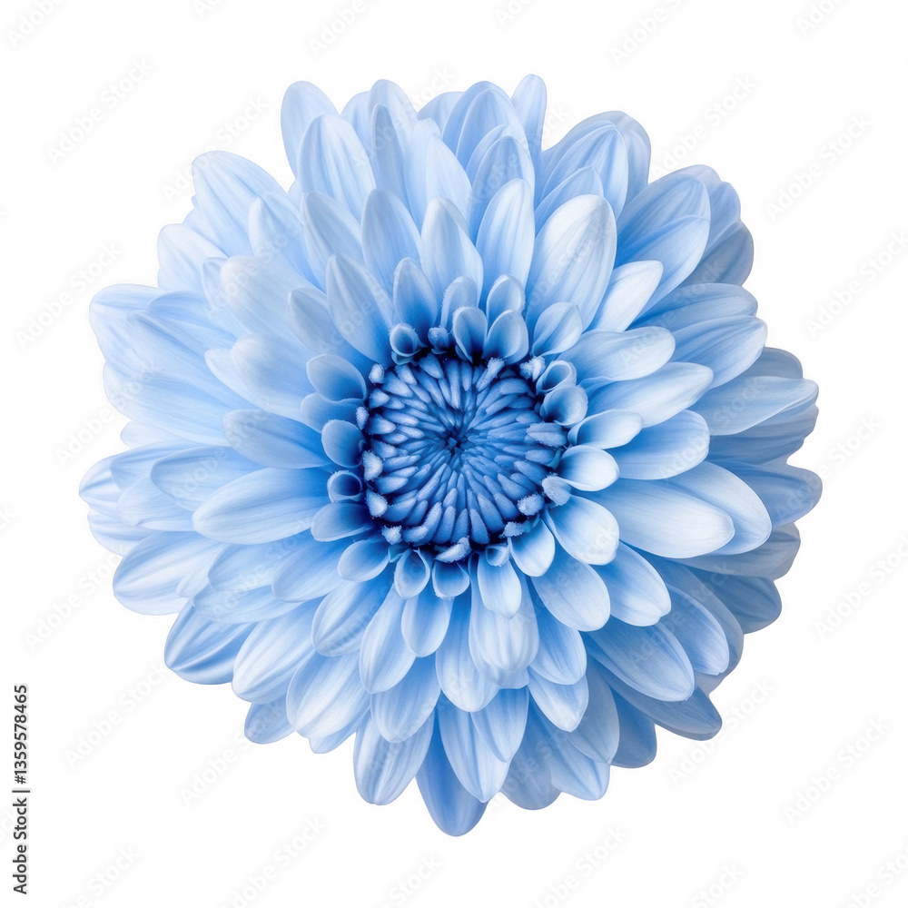 Poster a beautifully rendered blue flower with delicate petals arranged in a circular pattern showcasing in