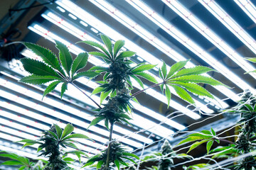 Lush cannabis plants thriving under bright LED lights, showcasing healthy buds and leaves.